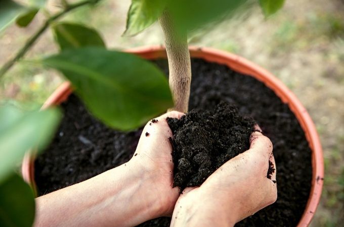 अपने छत के पेड़ों की देखभाल करें - Take Care Of Your Terrace Trees In Hindi